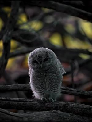 Fact: baby Screech Owls love a good Fiesta! . . . .#screechowl #babyanimals #memes #owls #funnyanimals #cuteanimals #animalmemes #yourshotphotographer #natgeoyourshot  #sonyalpha #sonyalphafemale @sonyalpha  #sonyearth