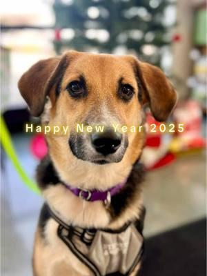 🎉Happy New Years!🎉 This 2025 we encourage you to consider fostering or adopting. We have been so fortunate to be able to help so many pups thanks to all of our wonderful volunteers! Help us to continue saving lives by volunteering or adopting this year. 🎉 All of the pups in this reel are currently available 🩷 🎊Interested in fostering in 2025? Apply today at https://www.rhodehomerescue.org/foster/ 🎊Interested in adopting? Apply today at https://www.rhodehomerescue.org/adoption-form/ or reach out directly to your adoption screener if you are already pre-approved 😊 #adoptdontshop #rhodehomerescue #whatsgoingoninrhodeisland #alwaysadopt #rhodeisland #foster #fosteringsaveslives #adopt #oceanstatedoggie #happynewyears #2025 #creatorsearchinsights 