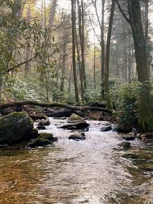 Just a few of my favorite creeks. #creektherapy #appalachia #watersounds #peacefulplace #nature ❤️🎣 #creekfishin 