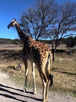 A well spend day #wildlife #fossilrim #wildlifecenter #livinglife #happiness #newyeareve #fyp #foryoupage 