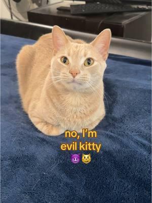 No, I’m evil kitty 😈😼 #evil #kitty #orangecats #cutecats #funnycats 