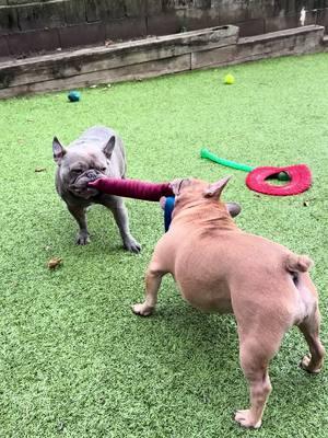 Just a dad out playing with his favorite daughter… the cutest little Dobson the planet 🌎 #frenchie #frenchbulldog #frenchielover #mydogs #yuki #odin #freya #lagertha #newyear #newyork 