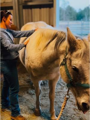 A cinchy horse often has pain or dysfunction through the ribcage. Wether it be the ribs themselves, the intercostal muscles (between the ribs) and/ or the sternum. It’s important to have a practitioner who knows how to look for and help these areas as they are often overlooked.  Sterling is headed into the new year Feelin fine 😉  #horsetransformation #cinchyhorse #equinebodywork 