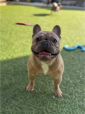 I cannot get enough of this guy 🥹😭🥰🥰🥰 My little Ragnar #king #stud #open #frenchie #frenchbulldog #perfection #confirmation #damn #hesmine #omg #lovehim #thebestboy 