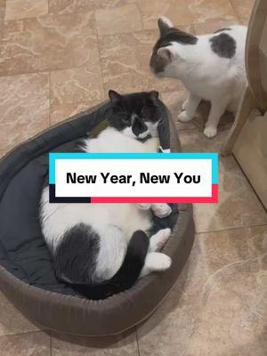 Some resolution ideas from our cats! My favorite is volunteer at a shelter! Who wants to make that their resolution this year? DM to get started!   #volunteer #volunteeringisfun #volunteeringissexy #volunteeringsaveslives #getinvolved #helpushelpthem #volunteerwork #volunteringrocks #CapCut 