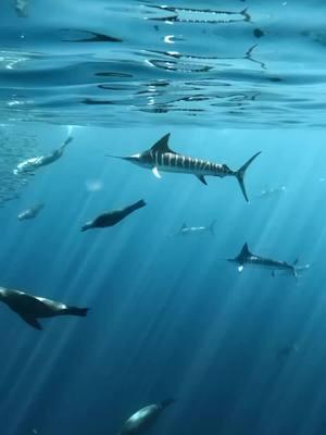 Scenes from Mag Bay🙌 Unreal footage by @wandering.westerner capturing one of the most biodiverse parts of the Baja coastline. . . . . . . . . . . . . #BDOutdoors #bdoutdoorsdotcom #bloodydecks #offshorefishing #socal #fisherman #anglers