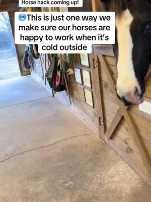 🥶This is just one way we  make sure our horses are happy to work when it’s cold outside. Horse hack! #onthisday #horse #horsetok #horsehack #horsetips #horsegirl #americandreamfarm #horsebehaviour #horsebodylanguage #happyhorse #happyhorses #horsesoftiktok #horsesontiktok #horselife #learn #learnfromme #learnwithtiktok #learnwithme 