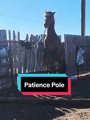 Patience pole #rockinkhorses #sage #redroanhorse #redroanmare #strawberryroan #strawberryroanmare #coltstarting #patiencepole #SpringervilleAZ #Arizona #azhorselife #random #randomvideo #FNX #FNXelite #fnxfit #fnxambassador #hygainfeeds 