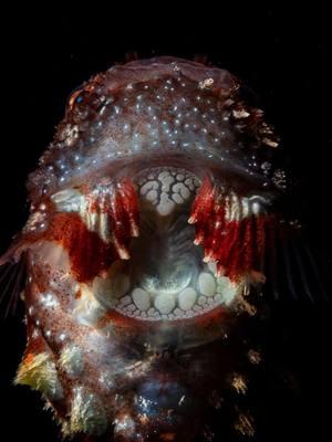 Ever heard of a fish that looks like a round, spiky gumball? Meet the Pacific Spiny Lumpsucker—just recently spotlighted on @mrbeast Beast Games! Discover how they survive, stick to rocks, and parent like pros. #SpinyLumpsucker #WeirdFish #MrBeast #BeastGames #MarineBiology #CuteFish #FunFacts #AnimalFacts #FYP #LearnOnTikTok #OceanLife #pacificspinylumpsucker #fish #animals #sealife