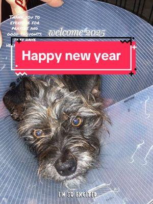 Happy New Years to all our friends! Wishing you all many blessings! #dog #dogs #dogsoftiktok #lunashowsall #redheartsclub #nsapoo77 #happynewyear2025 #healing #pray 