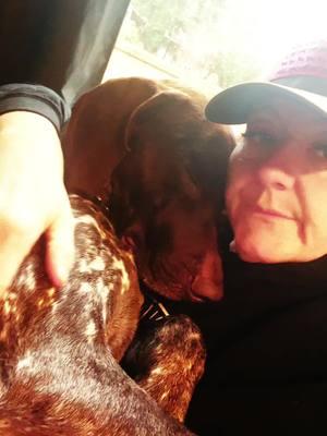 #adogslove #germanshorthairedpointer #gspsoftiktok #maverickgunnar 