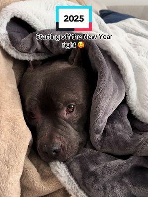 Wrapped in my heated blankie🥰 #americanbullyofficial #dogsoftiktok #pocketbully #sleepingdog #hny #happynewyear #2025 