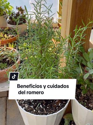 Beneficios y Cuidados de la planta romero #plantasdeinterior #plantasdeexterior #romero #ivetsuculentasymas 