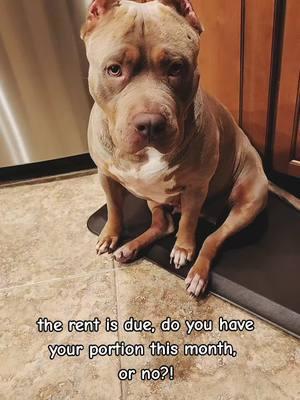 She never does 😆 🤪  #freerent  #rentsdue  #hello2025  #cute  #foryoupage  #fyp  #PetsOfTikTok  #dogsoftiktok  #americanbully  #dogowner 