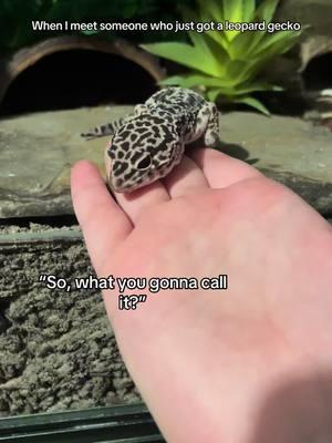 No offense to anyone that chose these names lol #reptilesoftiktok #leopardgecko #reptile #feeding #fypシ #fypviral #reptiletiktok #viral #viralvideo #viraltiktok #tiktok #lizard #MyDolceMoment #foryou #foryoupage #gecko #geckosoftiktok #albinoleopardgecko #geckos #reptileenclosure #reptileeducation #education #fypシ゚viral 