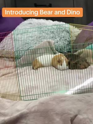 #fyp #foryou #guineapigsoftiktok #sweetanimals #funnyanimals #smallpetsoftiktok #exoticpets #drdolittle #bearanddino