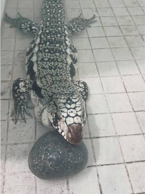 He took a very long soak. The bath was very much needed…. look at all the dirt that came off of him!                                                   ##bluetegu##tegu##tegulizard##tegulizard##joannathetegu##reptile##lizard##tegutok##disney