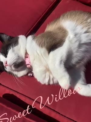 Sweet Willow #lazysong #lazy#sweet_willow_2022 #prettybluedeyedkitty #snowshoekitten #PetsOfTikTok #catsoftiktok #CuteCats #sweetwillow #blueeyes #willow2022 #sweet 