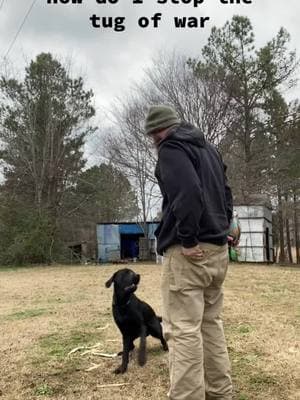 Anybody got any suggestions. I want to nip this pretty quick #pepper #canipetthatdog #waterfowl #duckdog #lab #blacklab #training 