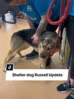 Replying to @Athena & Apollo Shelter dog Russell has gone home. ♥️ #adopted #rescuedismyfavoritebreed #shelterdogsrock #tricitieswa 