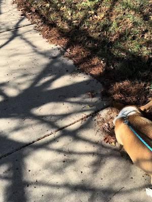 New Years walk with our babies 😍🐶 #HappyNewYear #dogsoftiktok  #dogswalking  #Dogmom #Dogparents #TX #BeautifulWeather #Viral #Foryou #fypシ  #Fyppo #Ily #Doggo #january1st #Richmond #Texas #Fun #Funday #Enjoy #Family 