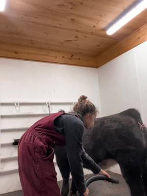 Rinse time #trending #stockshow #fyp #showstock #livestock #cattlejok #industry #cattle #season #trend #showcattle #girls #country #countyfair #show #fair 