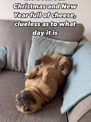 Does anyone have any idea what day it even is anymore? 😂 Credit: @TJ The Frenchie  . . . . . . . . . . #frenchbulldog #frenchiesoftiktok #animalsoftiktok #frenchiepuppy❤️ #frenchielifestyle🐶❤️🥰 #frenchiebulldoglovers❤ #frenchiepuppylove #frenchiebulldoglove #frenchiepuppylove❤️🐾 #frenchiepuppy #frenchiesoftiktoks #frenchiebulldoglovers #dogsoftiktok #frenchiebulldoglove 