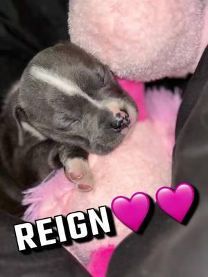 My Reign drop🩷🩷 #bulldog #bullydogmom #sweetbabypup #fypn #viralno #fy #