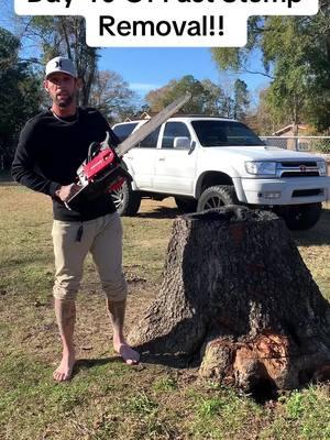 Day 40 And I got a real chainsaw this time !! #stumpremoval #foryourpage #safetyfirst #safetytips #fyp #treeservice #diyprojects #chainsaw #work #tree #stumpgrinding #rootfire #neworleans #worklife 