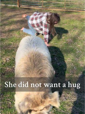 Turns out... pigs don't like hugs #petpig #pig #kunekune #kunekunepigs #hobbyfarm #pigsoftiktok #farmtok @Oklahomafarmgirl #pigs 