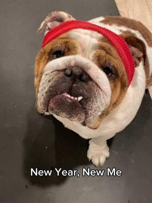 New Year, New Me 💪 #chalanandcoco #lukaandbella #englishbulldog #bulldog #fyp #puppy #cute #bulldogsoftiktok #dog #puppiesoftiktok #fypシ #englishbulldogsoftiktok #fitness #newyear #gym #FitTok #GymTok 