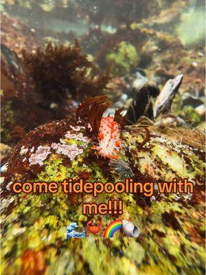 finding TWO spotted nudis next to each other really made my day😩 #tidepool #california #naturalist #STEM #pacificocean #biologist #marinelife 