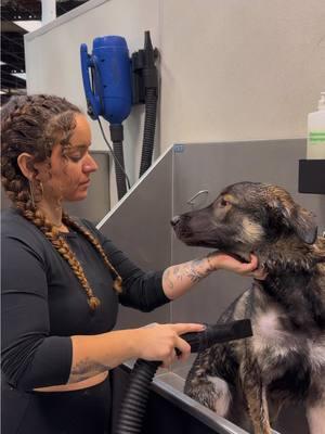 Every single errand and chore is fun with him 🥰 we decided to give Fuego a bath after we spent the weekend cleaning the house to go into the new year fresh and clean 🧼  #dogsoftiktok #dog #puppy #dogwash #couplestiktok #husband #hubby #wife #adayinourlife #Vlog #viral #fyp 