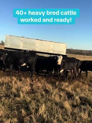 We have 40+ head of 6-7-year-old heavy bred cattle available. Priced at $2,450 each. Take any number you need—completely worked and ready to go. Call or text Bubba @ 903-388-4472 Para Español, llame o envíe un mensaje de texto a Ricardo al 903-288-1118 	•	Rutherford Land and Cattle LLC is a brick-and-mortar entity with animal health and welfare as the priority. 	•	We only hold cattle with a deposit. 	•	Deposits are good for 3 days unless special arrangements are made with RLC. 	•	All cattle have been checked with ultrasound machines for pregnancy. 	•	All vaccinations given. 	•	Shipping available. 	•	In good standing with the BBB. 	•	Accept certified funds, credit cards, and Venmo. 📍 Located in Fairfield, Texas #rutherfordlandandcattle #rlc #bredcattle #farmlife #cattle #christiantiktok #cattletiktok #aggear #agriculture #farm #ranch #performance #apparel #norbrook #animalhealth #legacychute #legacy #cattleequipment #rancherhydraulic #rancherchute #usda 