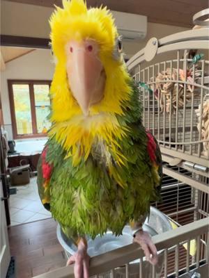 Parrot Life Coach Bean starts the New Year with a long bath and thinks YOU should too! Be happy! Be grateful! And Shake the rest OFF! Let it GO! #parrottiktok #tictokparrot #birds #amazonparrot #LifeAdvice #singing #prettybird #begrateful #doubleyrllowheadedamazon #SelfCare #funny #funnybird 