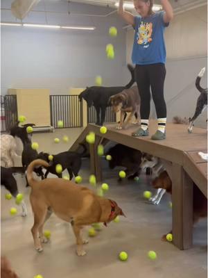 Just realized I never shared what I do for work—I’m lucky enough to work with dogs every day! It’s crazy, fun, and the best job I could ask for 🐾 #LifeWithDogs #WorkAndPlay #dogmom #dogs #dogsoftiktok #doggydaycare #doggydaycarelife #balldrop 