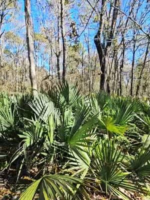 #texas #springtx #springtexas #palmetto #pineywoods #piney #woods #easttexas #houston #houstontx #naturewalk #lake #naturewalks #livestream #live #livestreaming #happynewyear #happynewyears #newyear #palm #palms #grove #woods 