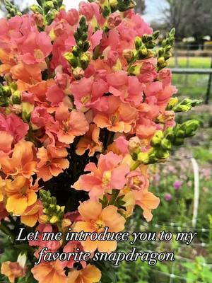 The prettiest snapdragon 🥰 #gardening101 #gardeninspo #zone9b #containergardening #cutflowergarden #gardentips 