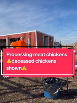 If you’ve ever hunted anything processing, your own chickens will be a breeze. #meatchickens #cornishcross #eatmeat #homestead 