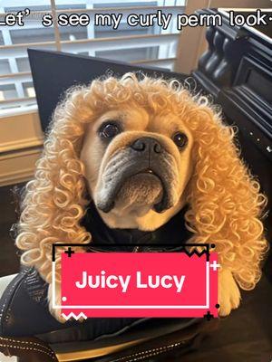 Juicy Lucy looking extra beautiful with her curls. #aifilter #fyp #juicylucy #bulldog #PetsOfTikTok