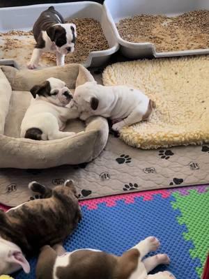 #fy #fyp #bulldogsoftiktok #sourmugbulldogs #puppies #bulldogpuppies 