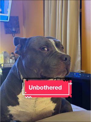 Cyrus Says He’s Unbothered!  #2025 #unbothered  #americanbully #americanbulldog #bigdogsoftiktok #besties #bestiegoals #bulldog #bullybreed #bulldogsoftiktok #cutenessoverloaded #cutenessoverload #dogsplaying #dogmama #doggies  #dogtok #dogvideos #dogsoftiktok  #exoticbully #famouspets #funnydog #guarddog #guarddogs #hearttoheart #k9  #k9softiktok #k9training #lightskindog #mansbestfriend #pitbull #pittbull #pitbullsoftiktok #pitbulllove #pitbullsoftiktok #pitbullproblems #pocketbully #standardbully #welit #xlb #xlbully 