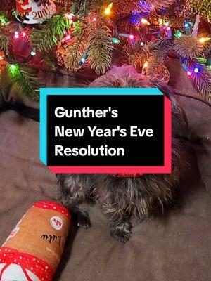 Gunther's New Year's Eve Resolution  #doglovers #happynewyear #cutedogs #rescueddogs #newyearsresolutions #terriertude #terriers 