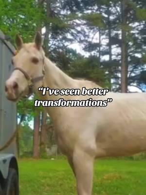 Okay? Just say you’re jealous next time instead! #sassythepalomino #queenpalomino #palominoqueen #palomino #horse #horses #horsesoftiktok #horsesontiktok #horsetok #horsetoker #equine #fyp #foryoupage #CapCut 