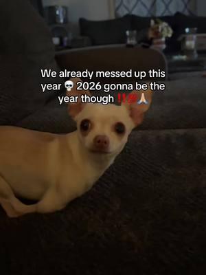 Ready for 2026 🎉 #fyp #fypシ #foryou #parati #dog #doggo #dogs #lol #dogsoftiktok #dogtok #dogmeme #meme #pet #pets #PetsOfTikTok #chihuahuastiktok #chihuahuas #chihuahua #viral #blowthisup #newyear #2026 