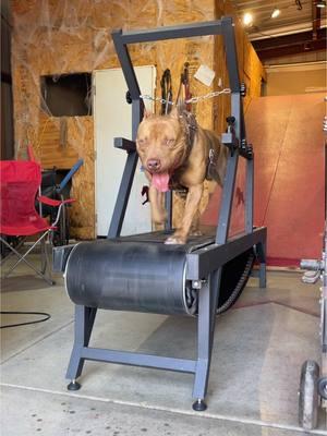 Great workout for any dog.  Click the link below and get yours today!  #dogtreadmill #workout #pets #dogs #workingdogs #fitness 