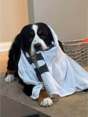 Just a boy and his towel 😎 #bernesemountaindog #puppy #nashtheberner #puppyberners #funnydog #doghabits 