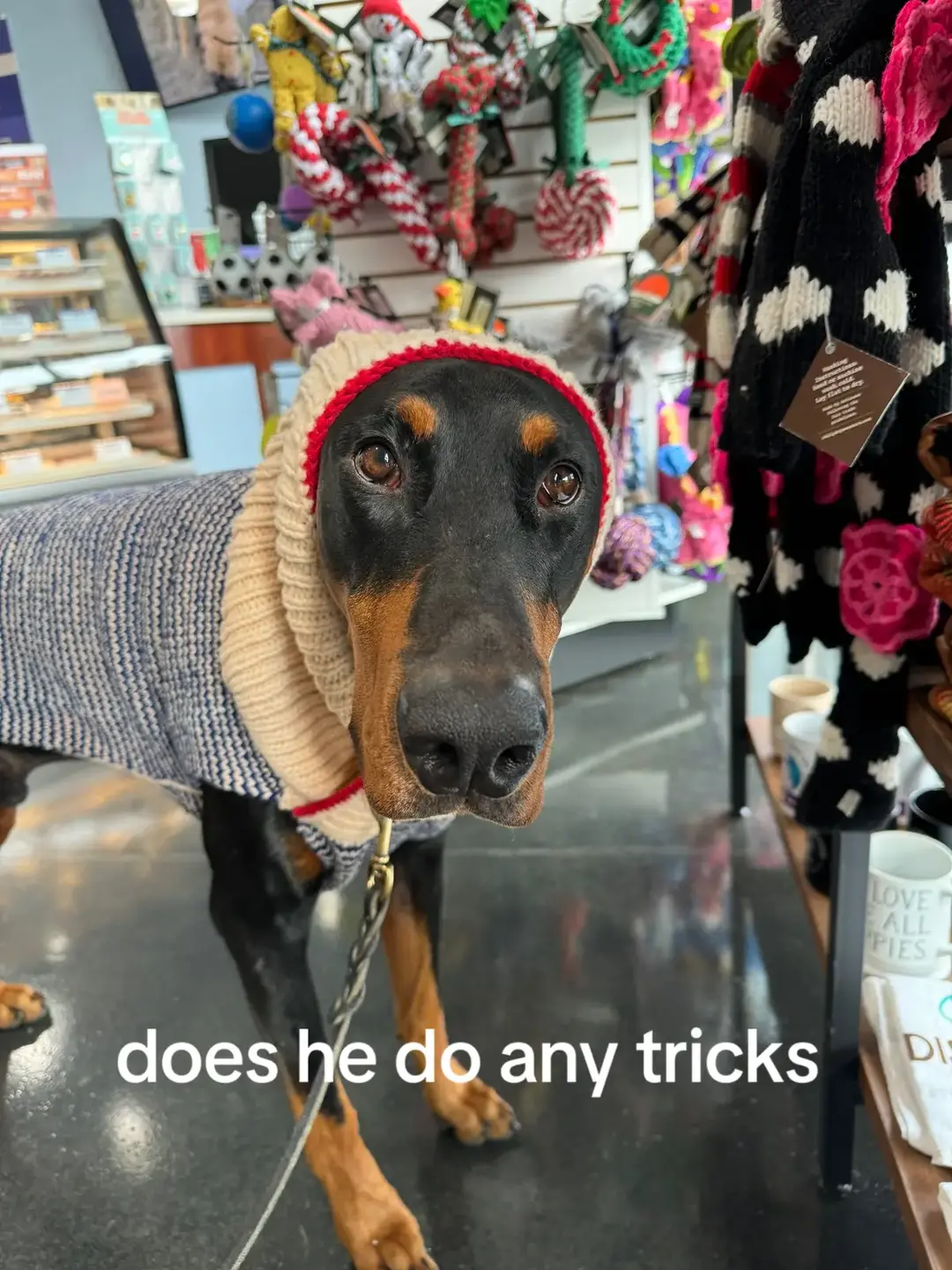 I have to remind him to blink #doberman #dobermanpinscher #dog #dogsoftiktok #dogtok #trickdog #dogtricks #smartdog #dumbdog #dobie #DogTraining 