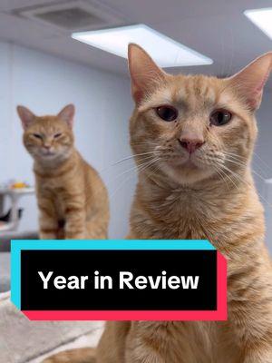 As we reflect on 2024, we celebrate an incredible year of saving lives, creating hope, and building a community of compassion. 🐾💖 None of this would be possible without YOU. Here’s to an even brighter 2025—together, we save lives!🐈🌟 #SavingLivesTogether #YearInReview #CatRescueCommunity #thecatterycc #catterydad