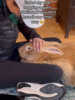 The perfect ending to a great year #rabbit #rabbits #cuteanimals #adoptdontshop #bunny #happiness @Alex.thegreat 